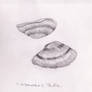 Seashell Sketches