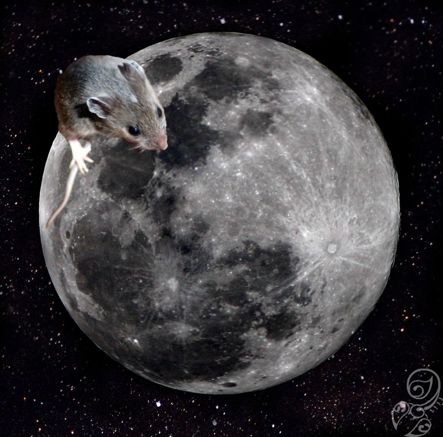 Mouse on the moon