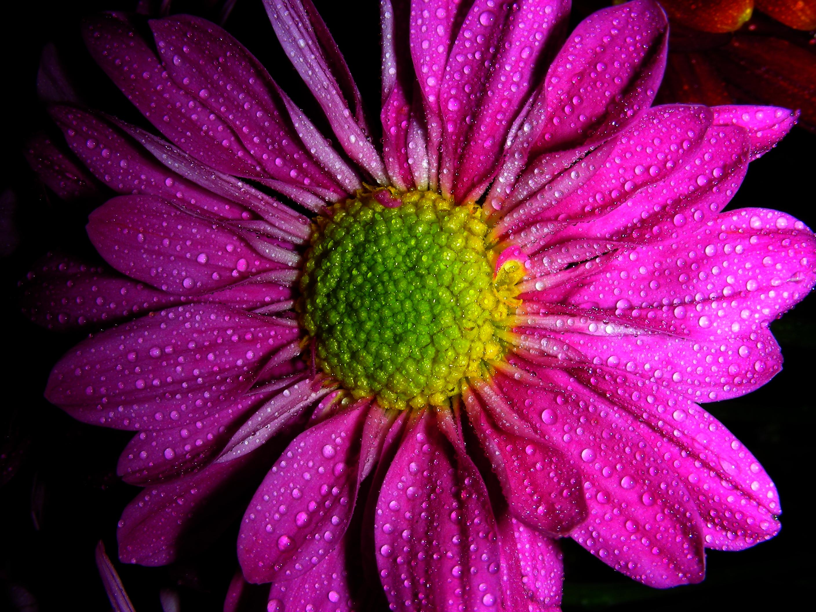 Hott Pink Daisy