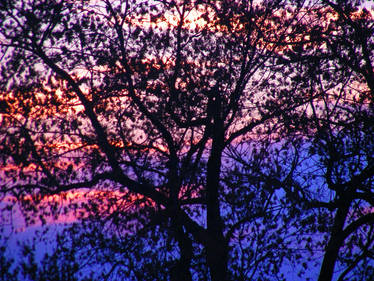 Colorful Sunset Between Trees