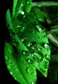 Water Droplets on Green Plant