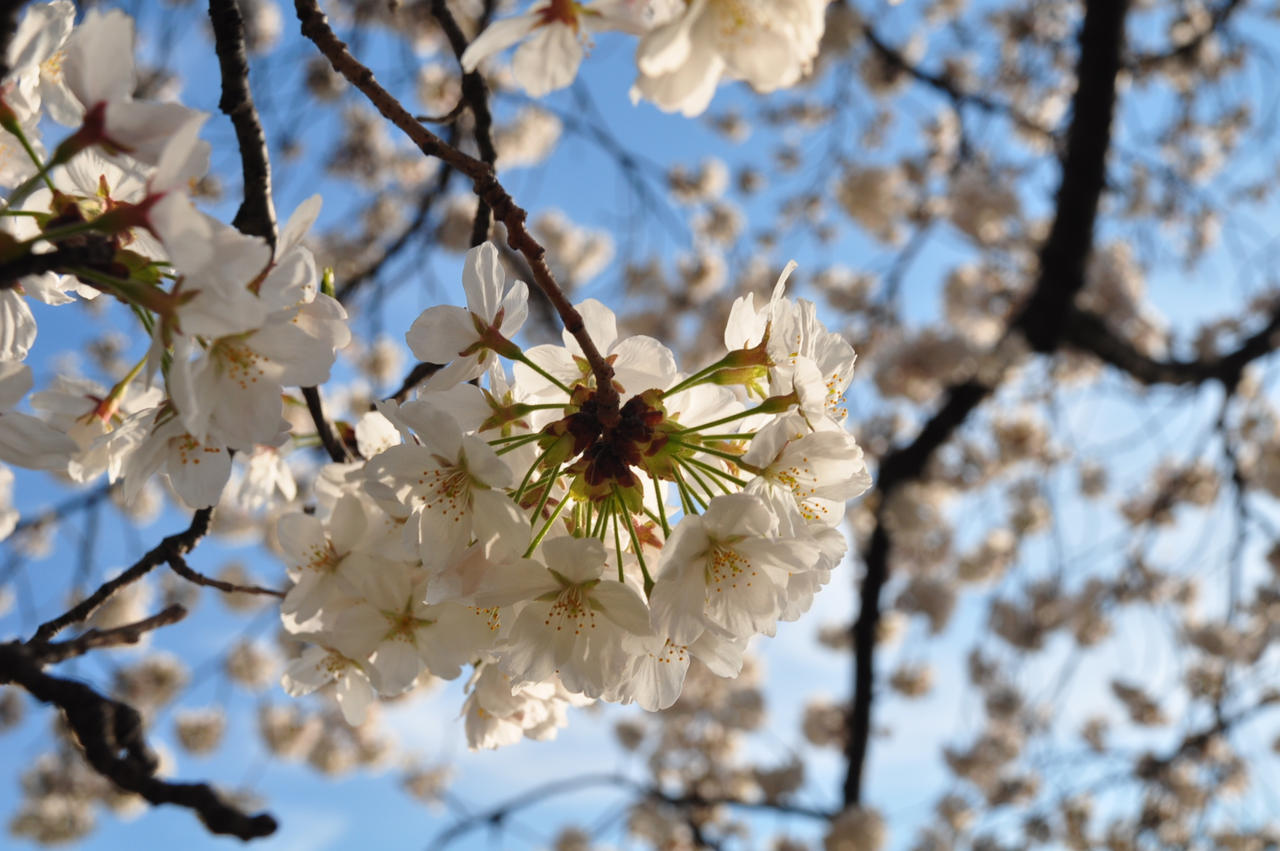 Cherry Blossoms in DC