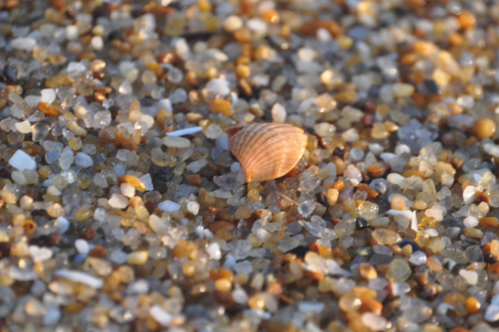 Seashell on the Beach