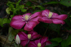 Purple Flowers