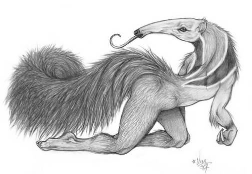 anteater