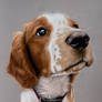 small dog portrait