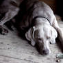 Weimaraner