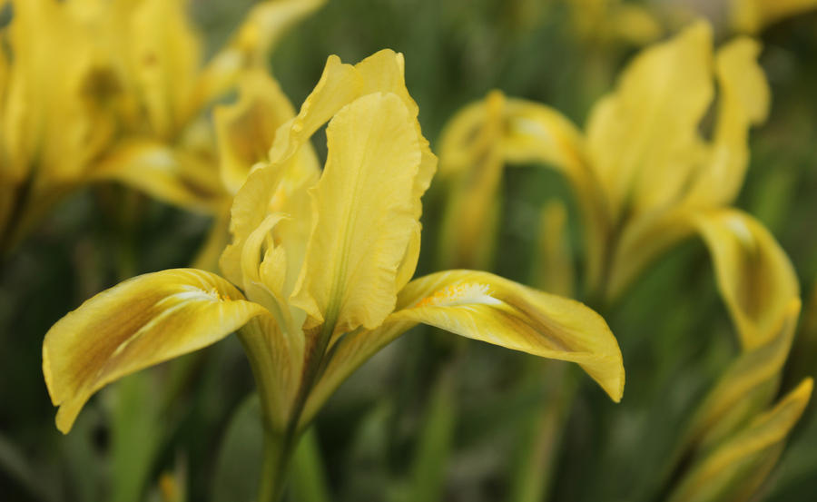 First flowers