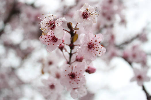 More cherry blossoms... :3