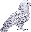 ~Snowy Owl~