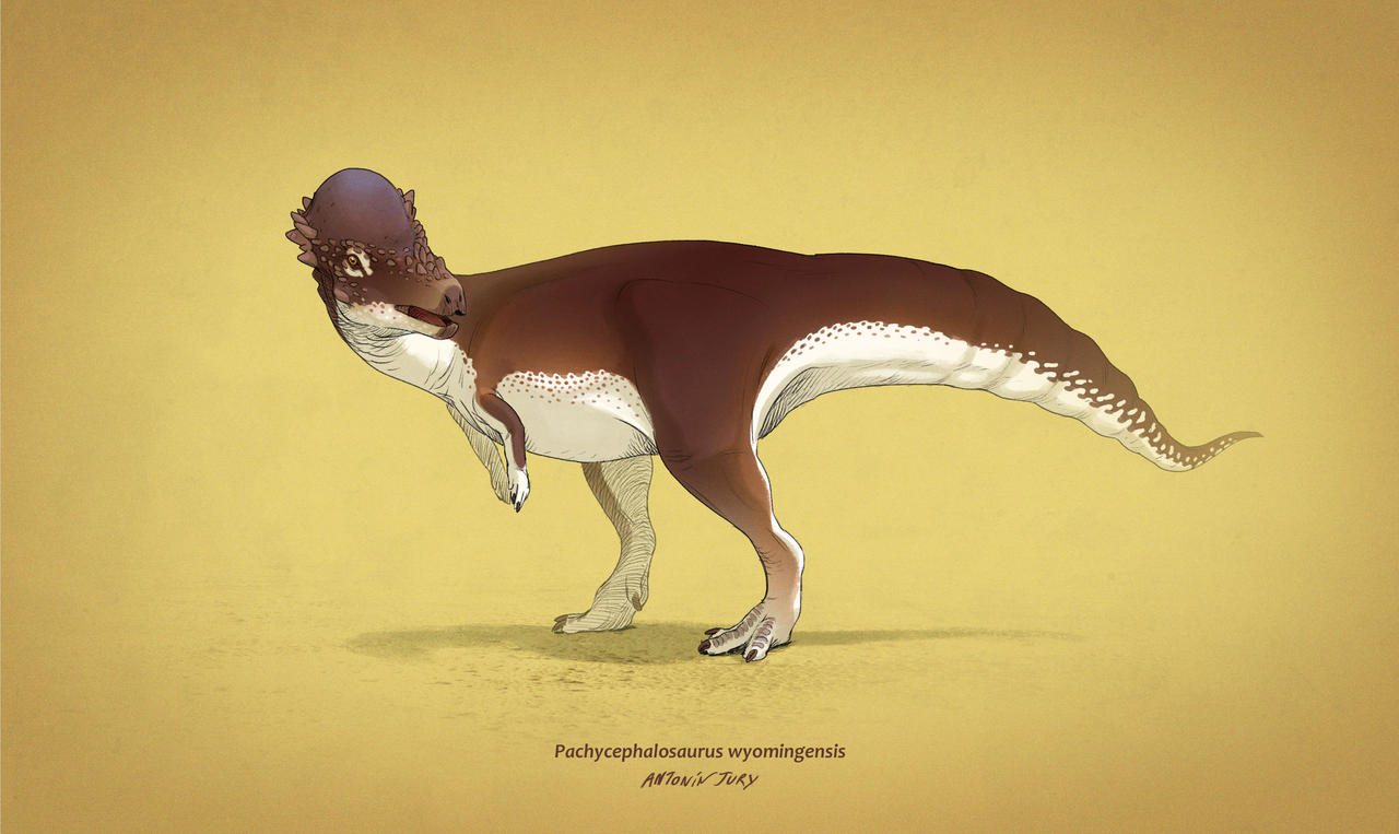 Dinovember #16 - Pachycephalosaurus wyomingensis