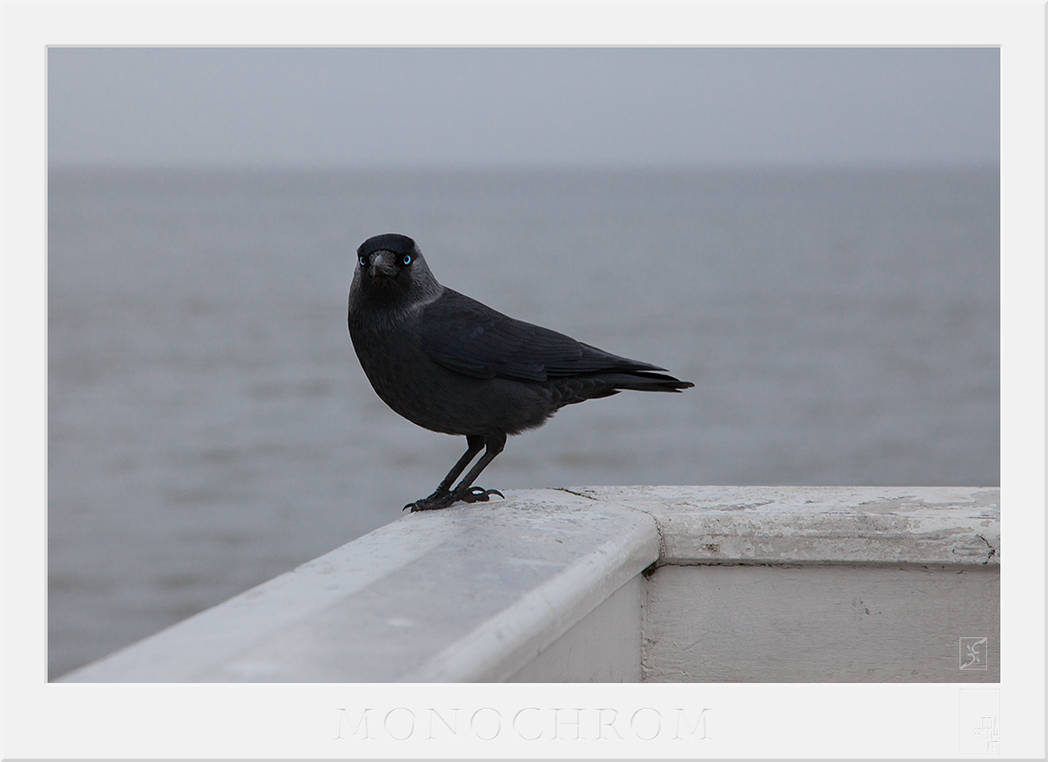 monochrom by Zyklotrop