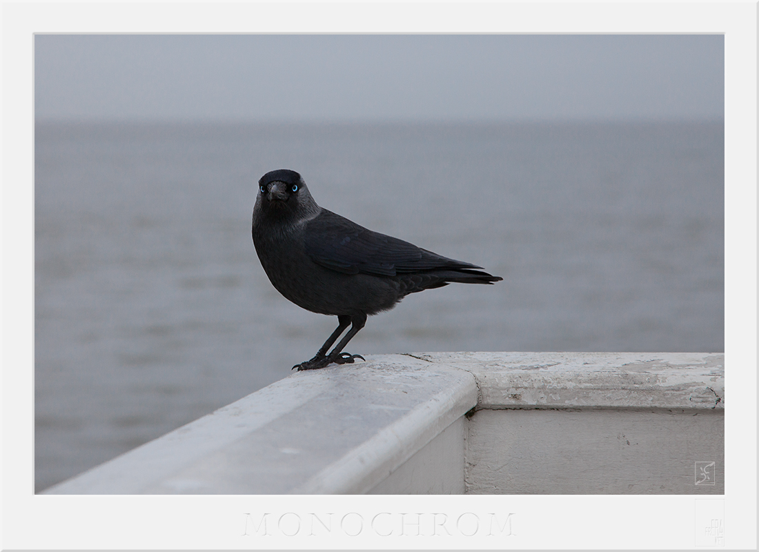 monochrom by Zyklotrop