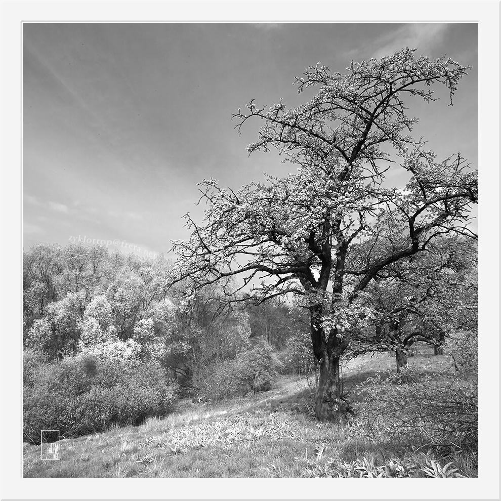 Old Cherry by Zyklotrop