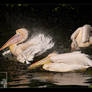 Pelicans and Waterdrops