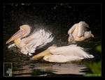 Pelicans and Waterdrops by Zyklotrop