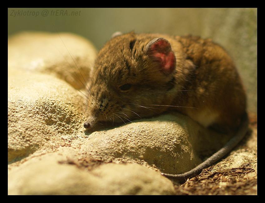 Elephant Shrew