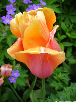 Tulip