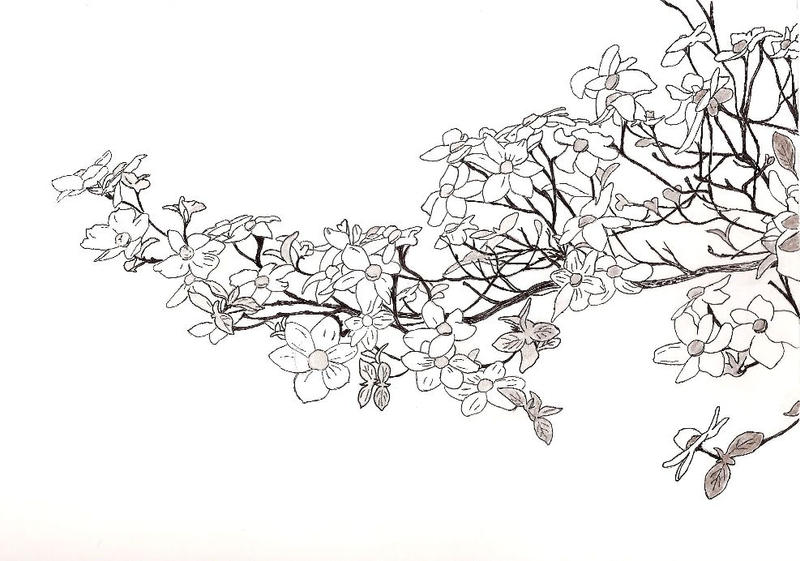 Dogwood flowers by DrawingsByTony on DeviantArt