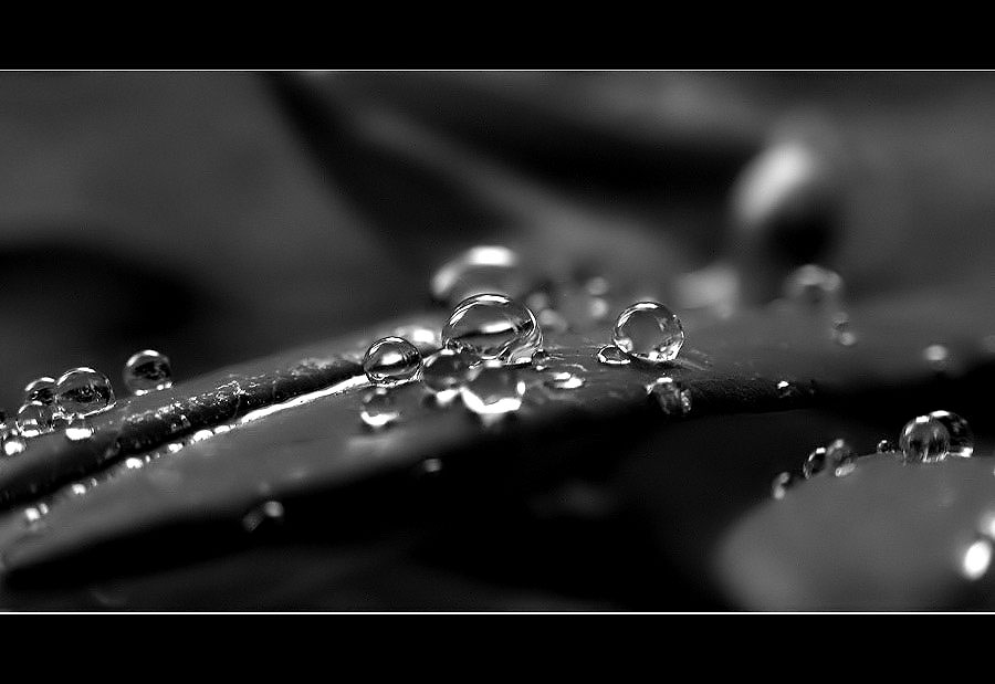 Black and white drops