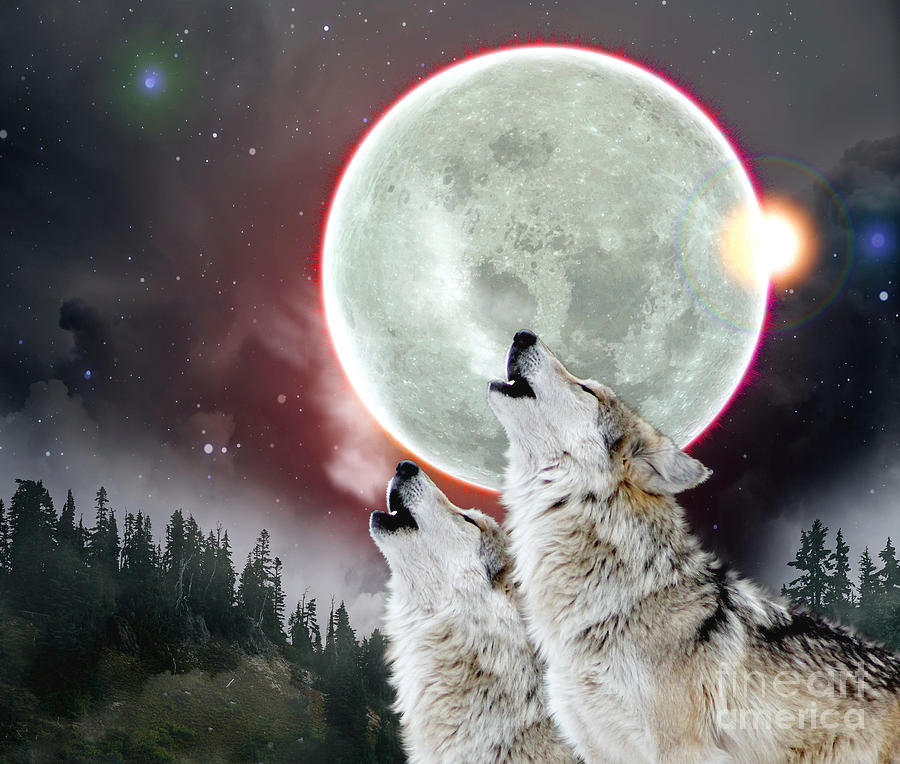 Howling Grey Wolves by TheAlphaWolf92 on DeviantArt