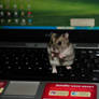My Hamster - Playing Laptop