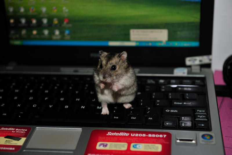 My Hamster - Playing Laptop by shigeru-chan