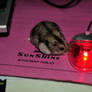 My Hamster-Playing with mouse
