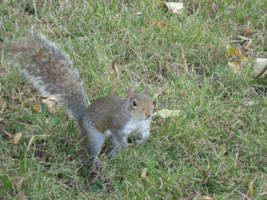 Squirrel in the Park