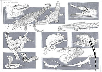 Reptile  Studies