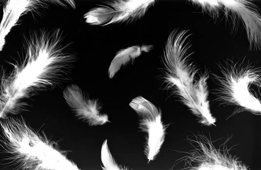 Feathers