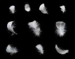 Swan Feathers 1