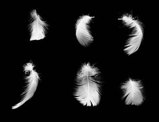 Swan Feathers 3