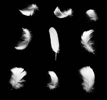 Swan Feathers 4