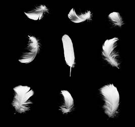 Swan Feathers 4