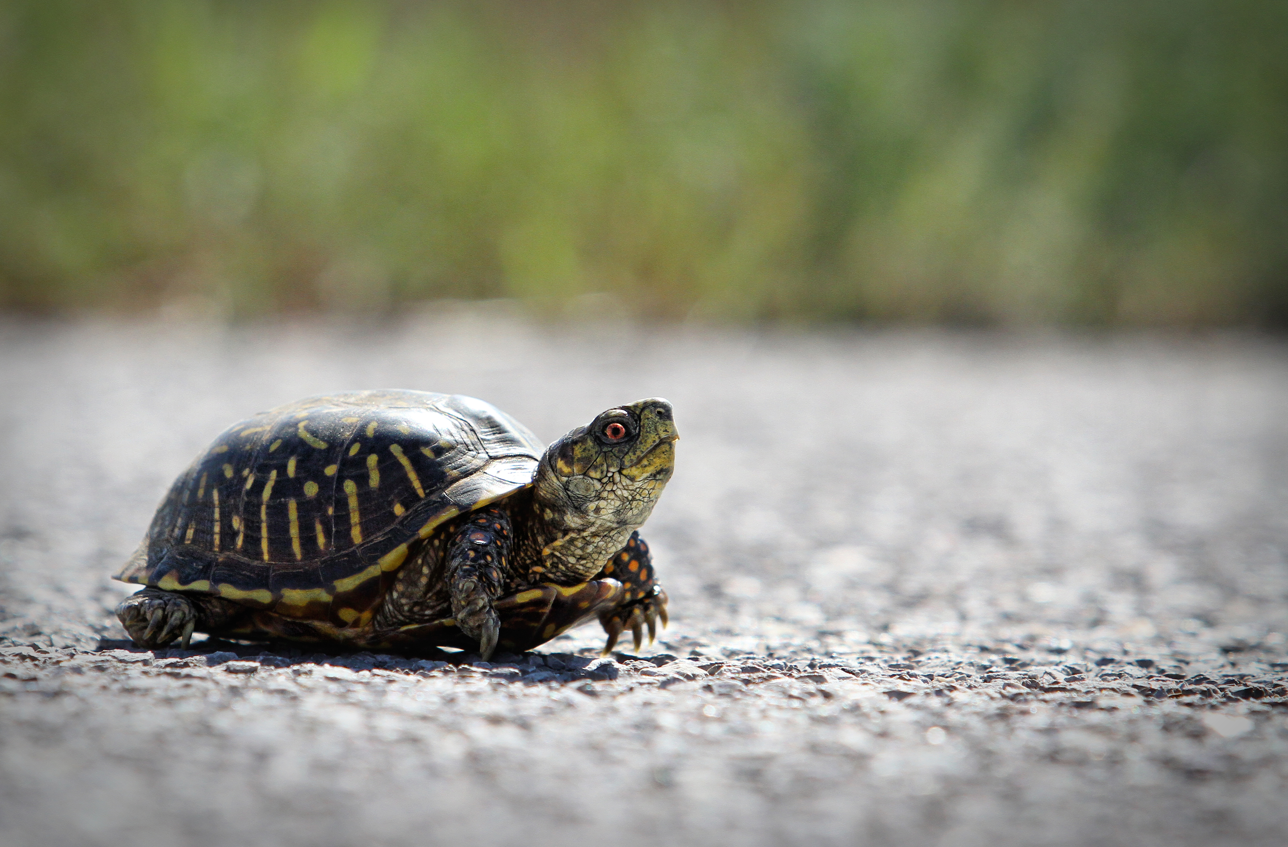 Why did the Tortoise Cross the Road