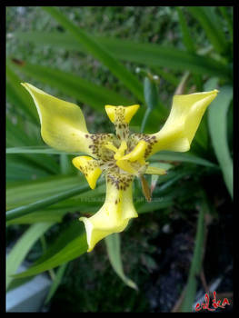 Trisula Flower