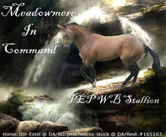 Finished Horse Avatar - MmF- In Command