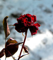 Winter Rose