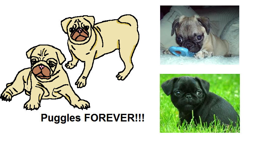 Pawggles Puggles FOREVER!!! by Robloxlover3 on DeviantArt