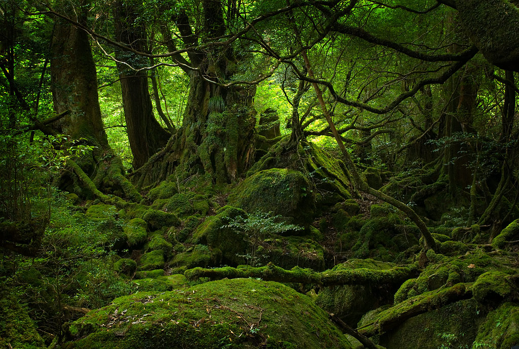 Green Forest by crazmo4sho Green Forest by crazmo4sho