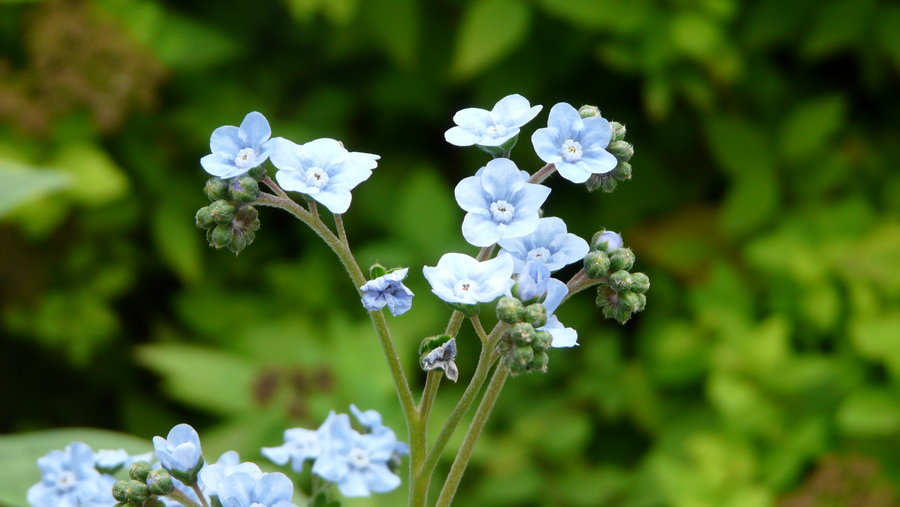 Blueberry Blossom