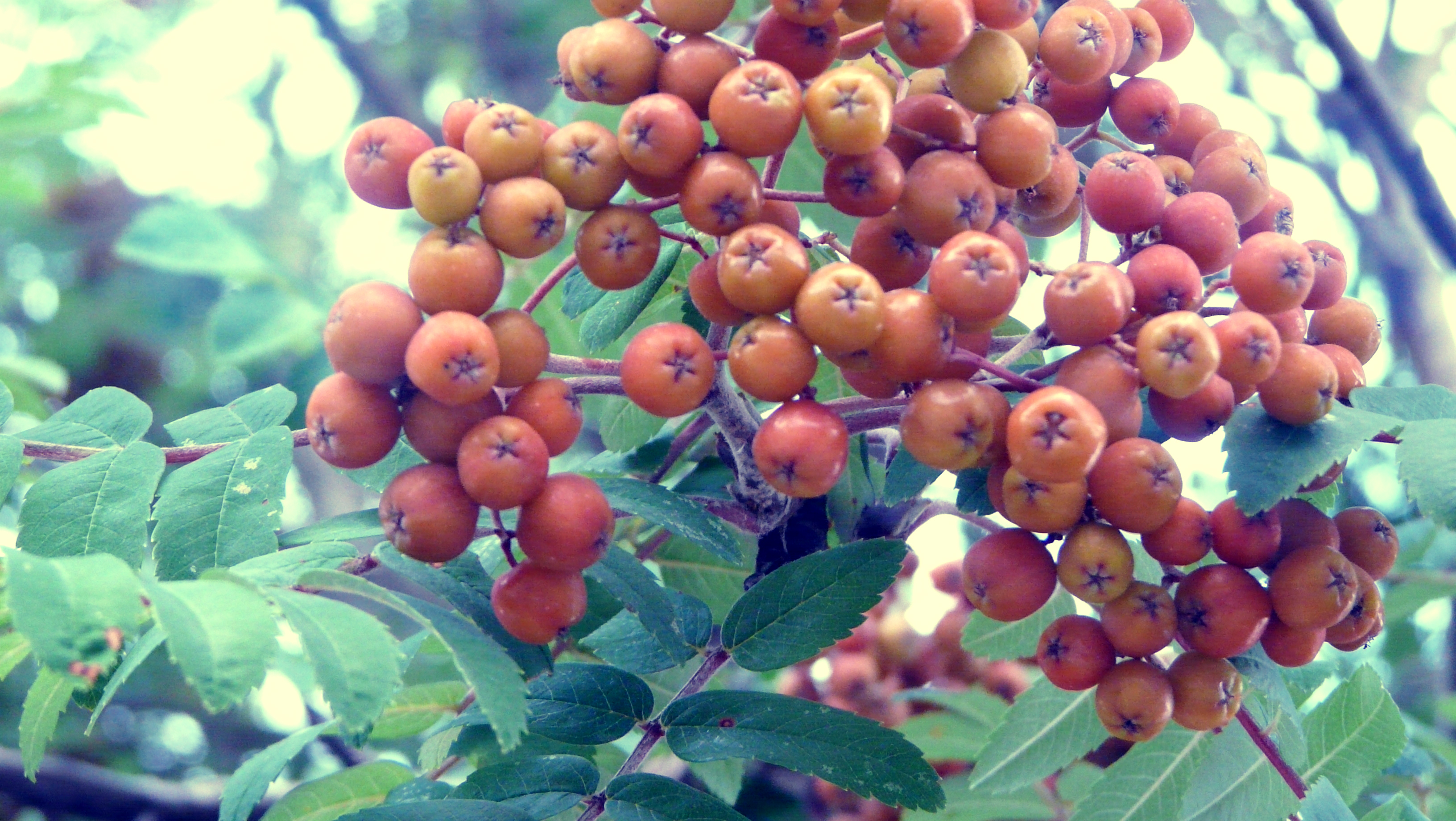 mini oranges