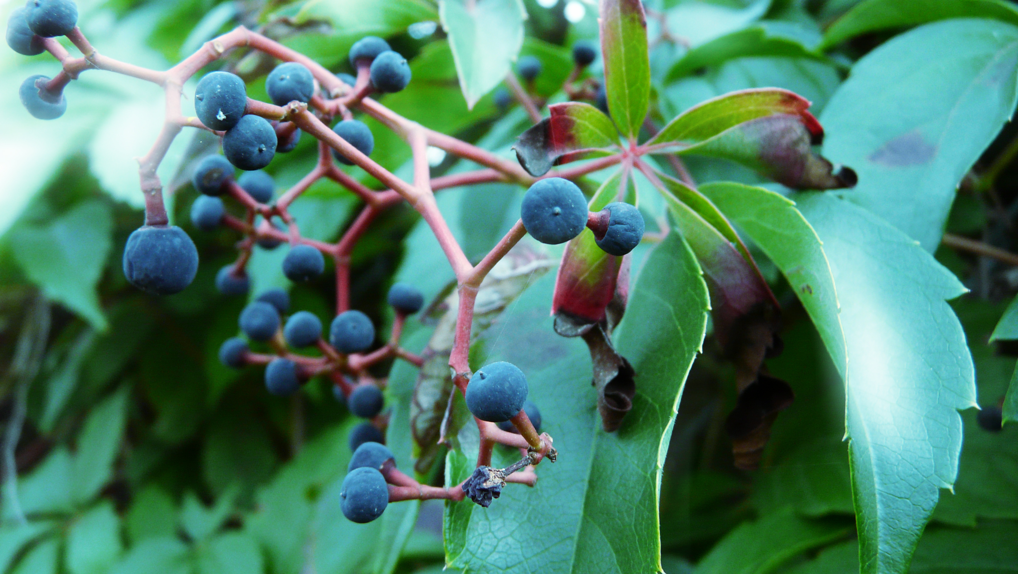 nightlock berries