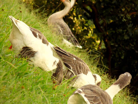 landscapes ducks Unisinos 005