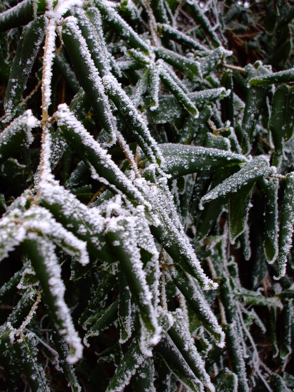 frozen leaves close up