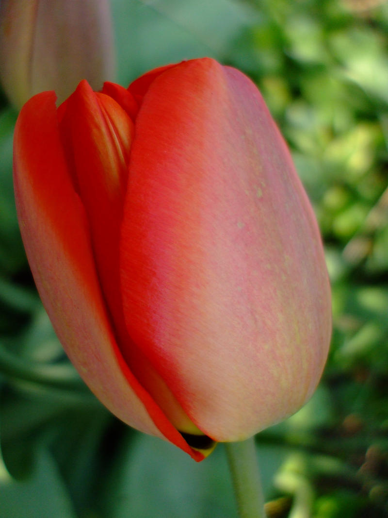 Tulip