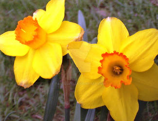 daffodils