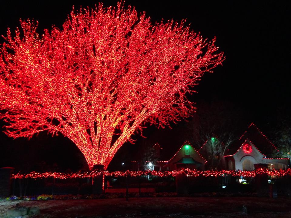 RED TREE WITH HOUSE IN BACKGROUND