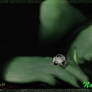 TRIBUTE TO THE MUSICAL 'WICKED'